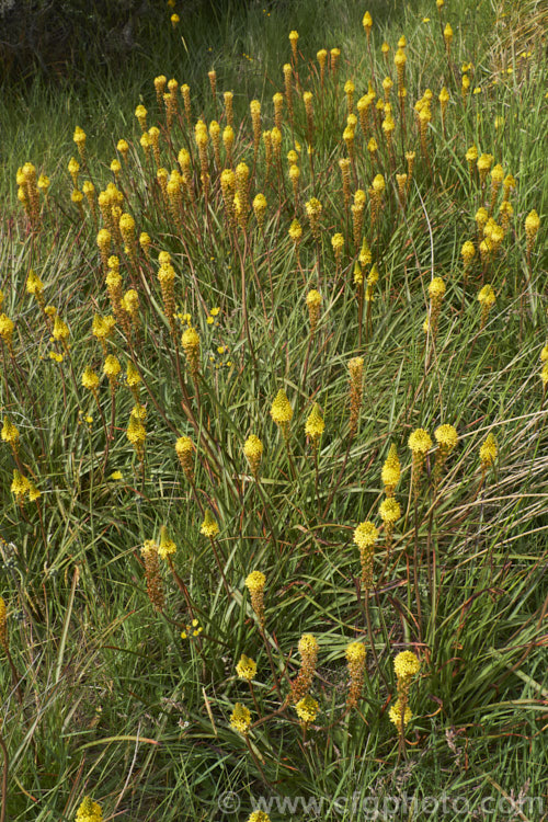 Bulbinella angustifolia, an evergreen late spring- to early summer-flowering, strappy-leafed, fleshy-rooted perennial native to the eastern parts of the South Island of New Zealand Its leaves are narrower and longer than those of the other New Zealand Bulbinella species, growing to as much as 1m long. bulbinella-2613htm'>Bulbinella.