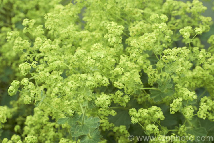 The flowerheads of Lady's Mantle (<i>Alchemilla mollis</i>), a summer-flowering herbaceous perennial native to the eastern Carpathian. Mountains and the Caucasus It has a rather sprawling growth habit and looks especially attractive after rain or heavy dew, when water droplets form silver beads on the finely downy foliage. alchemilla-2275htm'>Alchemilla.