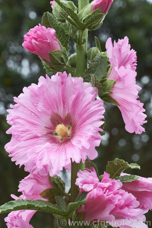 One of the many cultivated forms of Hollyhock (<i>Alcea rosea [syn. Althaea rosea]), a western Asian, summer-flowering biennial or perennial that has strongly erect stems up to 3m tall alcea-2169htm'>Alcea.