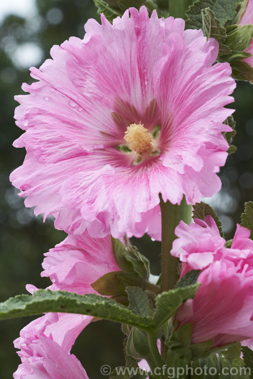 One of the many cultivated forms of Hollyhock (<i>Alcea rosea [syn. Althaea rosea]), a western Asian, summer-flowering biennial or perennial that has strongly erect stems up to 3m tall alcea-2169htm'>Alcea.