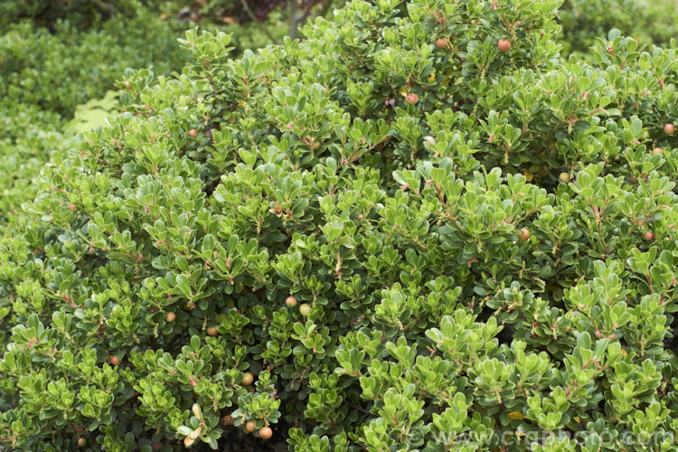 Pine-mat Manzanita (<i>Arctostaphylos nevadensis</i>), a sprawling, spring- to early summer-flowering evergreen shrub native to the western United States. It is usually just a few centimetres high but can spread to well over 1m wide. The small berries seen here are a dull red when ripe. Order: Ericales, Family: Ericaceae