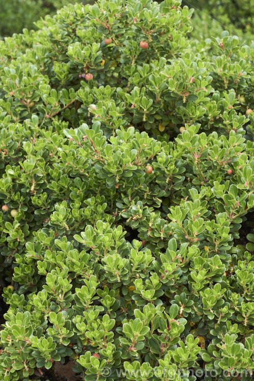 Pine-mat Manzanita (<i>Arctostaphylos nevadensis</i>), a sprawling, spring- to early summer-flowering evergreen shrub native to the western United States. It is usually just a few centimetres high but can spread to well over 1m wide. The small berries seen here are a dull red when ripe. Order: Ericales, Family: Ericaceae