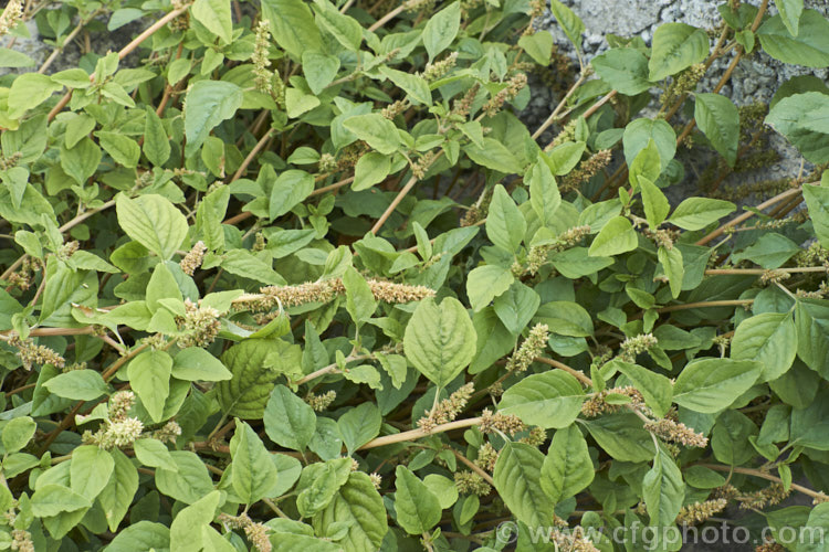 Argentina. Amaranth, Prostrate Amaranth or Perennial. Pigweed (<i>Amaranthus deflexus</i>), a low, spreading perennial that has become a weed in many areas. Originally native to warm temperate and subtropical South America, it has become widely established and has a high natural resistance to herbicides. Order: Caryophyllales, Family: Amaranthaceae