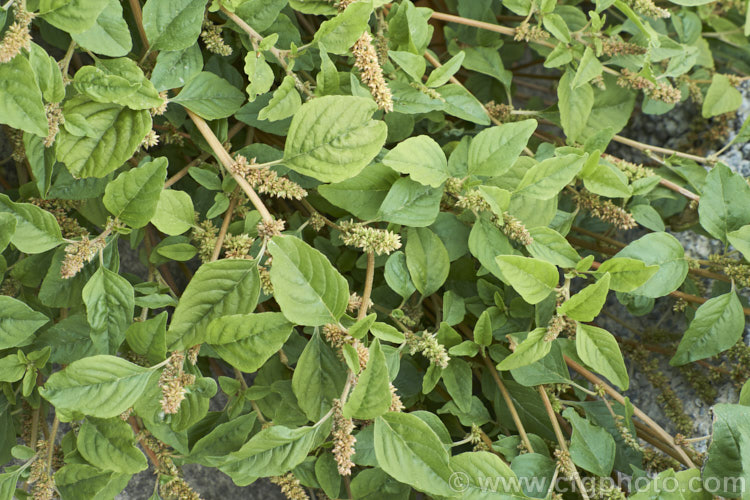 Argentina. Amaranth, Prostrate Amaranth or Perennial. Pigweed (<i>Amaranthus deflexus</i>), a low, spreading perennial that has become a weed in many areas. Originally native to warm temperate and subtropical South America, it has become widely established and has a high natural resistance to herbicides. Order: Caryophyllales, Family: Amaranthaceae