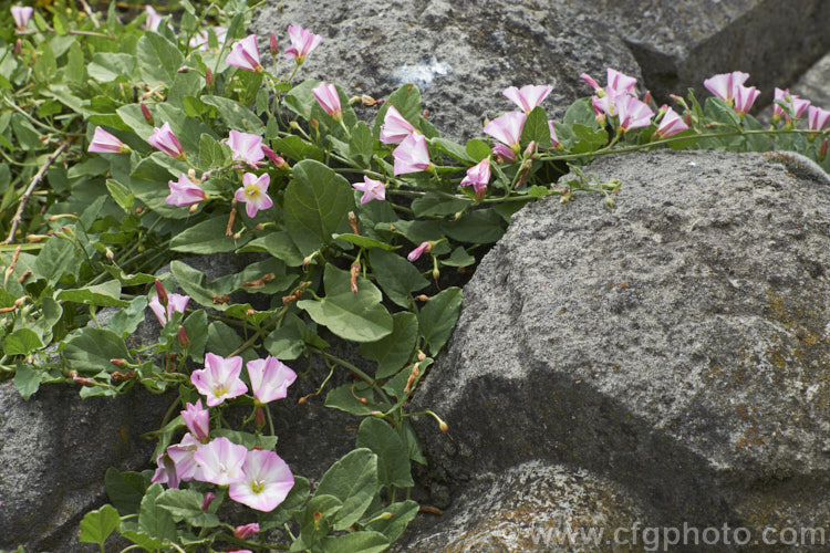 Hedge. Bindweed (<i>Calystegia sepium</i>), a climbing or creeping twining perennial that has a widespread natural distribution and has been introduced into many other areas. Although somewhat invasive, it is not as aggressive as some bindweeds. The flowers may be white or various degrees of pink. They open throughout the warmer months on sunny days. Several subspecies have been described but the validity of these classifications is debatable