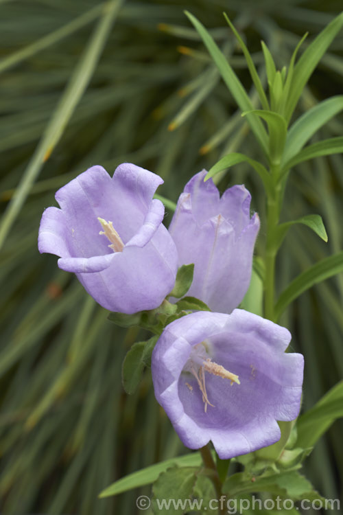 Evia Bellflower (<i>Campanula incurva</i>), a small, summer-flowering perennial native to Greece. It can form quite a dense foliage clump but never really gets too big because of its monocarpic growth habit. Order: Asterales, Family: Campanulaceae