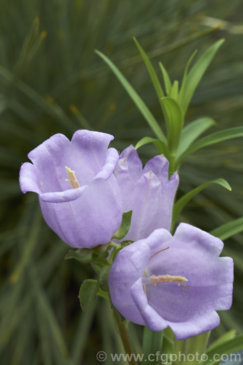 Evia Bellflower (<i>Campanula incurva</i>), a small, summer-flowering perennial native to Greece. It can form quite a dense foliage clump but never really gets too big because of its monocarpic growth habit. Order: Asterales, Family: Campanulaceae