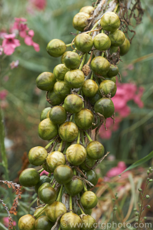 The seed capsules of the Yellow Asphodel (<i>Asphodeline lutea</i>), a spring to summer-flowering perennial with rather grassy blue-green foliage and flower spikes to 15m tall. It occurs naturally from central Italy to Romania and Turkey. asphodeline-2373htm'>Asphodeline.