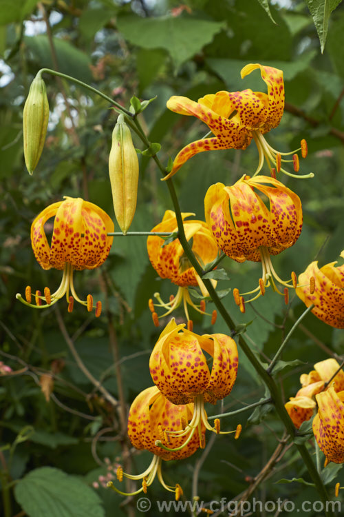 Humboldt's Lily (<i>Lilium humboldtii</i>), a spring- to early summer-flowering bulb native to California and Baja. California, where it occurs at elevations of 600-1200m. It enters dormancy soon after flowering. The flowers are very distinctively coloured, with two-tone leopard spot markings. lilium-2171htm'>Lilium. <a href='liliaceae-plant-family-photoshtml'>Liliaceae</a>.