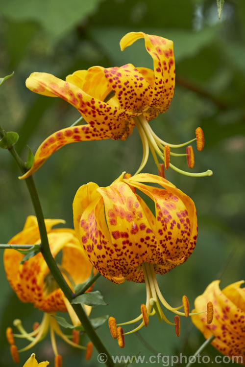 Humboldt's Lily (<i>Lilium humboldtii</i>), a spring- to early summer-flowering bulb native to California and Baja. California, where it occurs at elevations of 600-1200m. It enters dormancy soon after flowering. The flowers are very distinctively coloured, with two-tone leopard spot markings. lilium-2171htm'>Lilium. <a href='liliaceae-plant-family-photoshtml'>Liliaceae</a>.