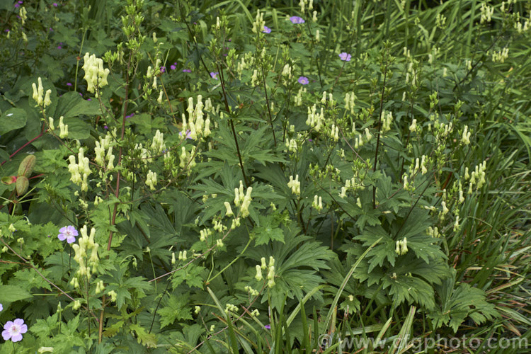 Yellow Monkshood or Healing Wolfsbane (<i>Aconitum anthora</i>), a late spring- to summer-flowering perennial found from southern Europe to Central Asia. Its flowering stems grow to around 15m tall. The name Healing Wolfsbane comes from old beliefs; it is, in fact, deadly poisonous. Order: Ranunculales, Family: Ranunculaceae