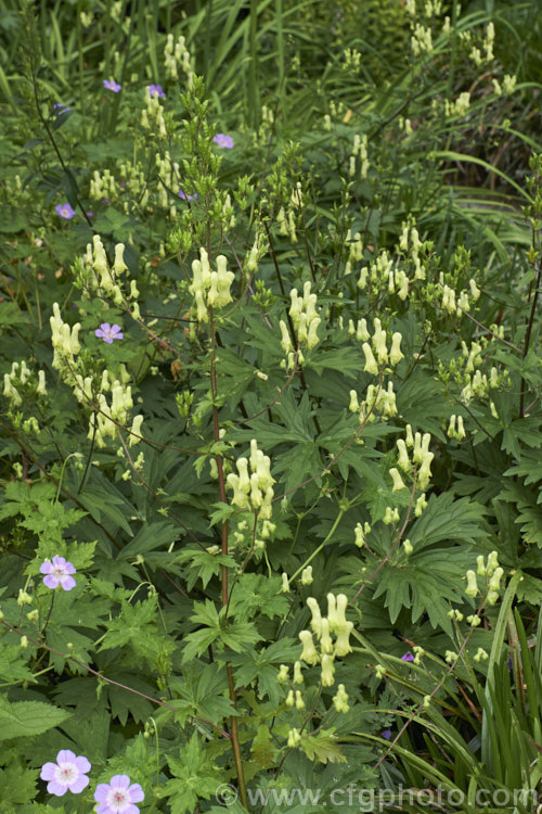 Yellow Monkshood or Healing Wolfsbane (<i>Aconitum anthora</i>), a late spring- to summer-flowering perennial found from southern Europe to Central Asia. Its flowering stems grow to around 15m tall. The name Healing Wolfsbane comes from old beliefs; it is, in fact, deadly poisonous. Order: Ranunculales, Family: Ranunculaceae