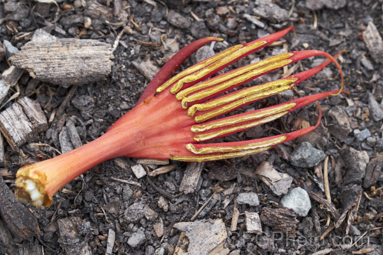 The fused staminal structure of the Mexican Hand. Tree, Devil's Hand. Tree or Monkey Hand. Tree (<i>Chiranthodendron pentadactylon</i>), an evergreen tree native to southern Mexico and Guatemala. A member of the mallow family (<i>Malvaceae</i>), it can grow to over 25m tall and in addition to its large, felted leaves, is notable for its distinctive flowers, which contain a structure that fuses the stamens into one fleshy, hand-shaped organ. The flowers a are followed by seed capsules up to 10cm long. chiranthodendron-3505htm'>Chiranthodendron.