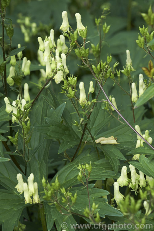 Yellow Monkshood or Healing Wolfsbane (<i>Aconitum anthora</i>), a late spring- to summer-flowering perennial found from southern Europe to Central Asia. Its flowering stems grow to around 15m tall. The name Healing Wolfsbane comes from old beliefs; it is, in fact, deadly poisonous. Order: Ranunculales, Family: Ranunculaceae