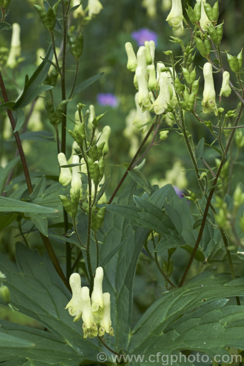 Yellow Monkshood or Healing Wolfsbane (<i>Aconitum anthora</i>), a late spring- to summer-flowering perennial found from southern Europe to Central Asia. Its flowering stems grow to around 15m tall. The name Healing Wolfsbane comes from old beliefs; it is, in fact, deadly poisonous. Order: Ranunculales, Family: Ranunculaceae