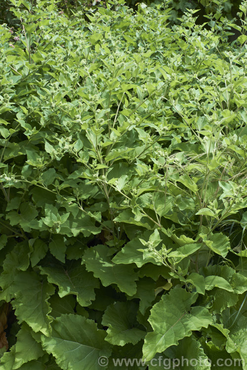 Great Burdock or Giant Burdock (<i>Arctium lappa</i>), a 15-18m high Eurasian biennial widely used as a medicinal herb, primarily for skin diseases. It also has edible leaves. These plants are in bud and will soon produce their purple thistle-like flowerheads. Order: Asterales, Family: Asteraceae