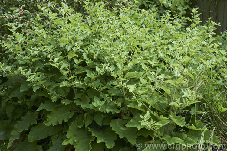 Great Burdock or Giant Burdock (<i>Arctium lappa</i>), a 15-18m high Eurasian biennial widely used as a medicinal herb, primarily for skin diseases. It also has edible leaves. These plants are in bud and will soon produce their purple thistle-like flowerheads. Order: Asterales, Family: Asteraceae