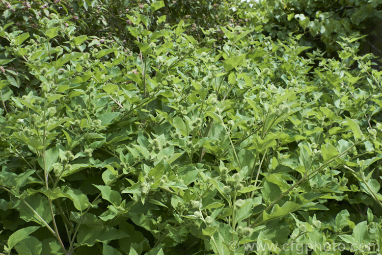 Great Burdock or Giant Burdock (<i>Arctium lappa</i>), a 15-18m high Eurasian biennial widely used as a medicinal herb, primarily for skin diseases. It also has edible leaves. These plants are in bud and will soon produce their purple thistle-like flowerheads. Order: Asterales, Family: Asteraceae