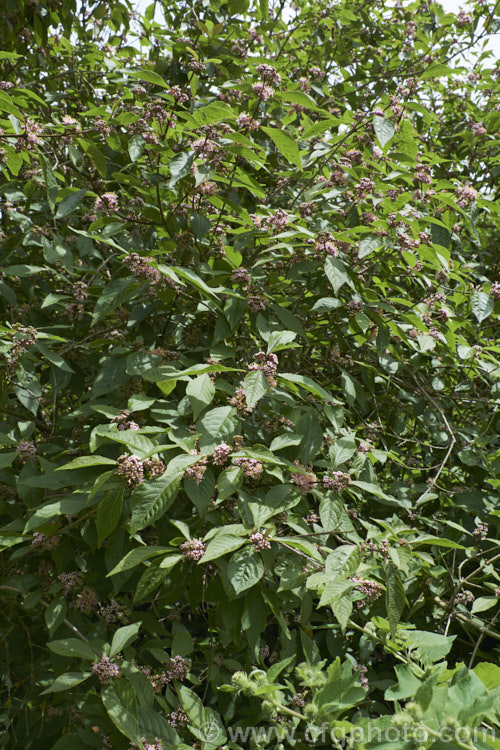 Callicarpa bodinieri, a summer-flowering, deciduous, 3m high and wide shrub from central and western China. The small pink flowers are followed by clusters of tiny pinkish purple berries that often last until well after the foliage has fallen. callicarpa-2622htm'>Callicarpa.