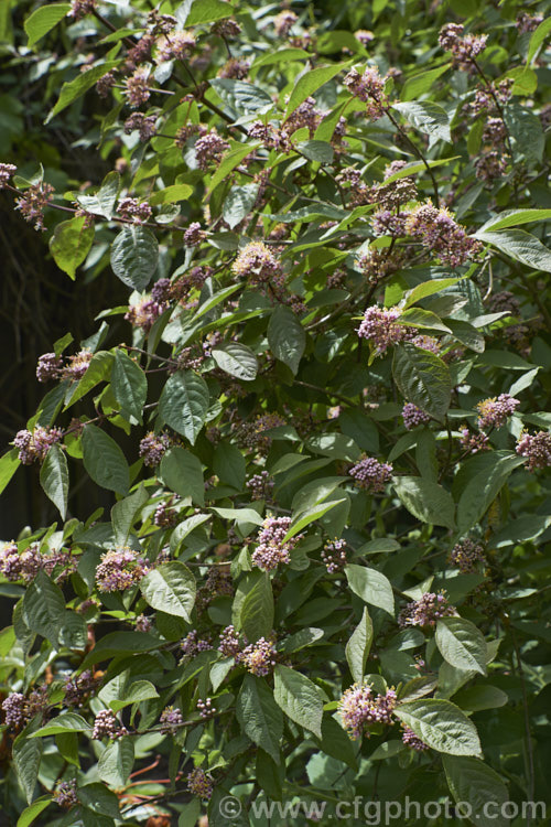 Callicarpa bodinieri, a summer-flowering, deciduous, 3m high and wide shrub from central and western China. The small pink flowers are followed by clusters of tiny pinkish purple berries that often last until well after the foliage has fallen. callicarpa-2622htm'>Callicarpa.