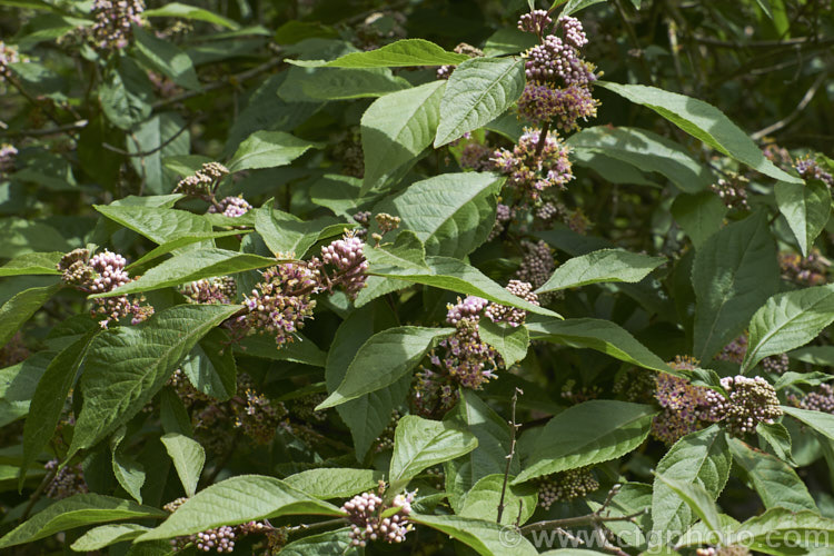 Callicarpa bodinieri, a summer-flowering, deciduous, 3m high and wide shrub from central and western China. The small pink flowers are followed by clusters of tiny pinkish purple berries that often last until well after the foliage has fallen. callicarpa-2622htm'>Callicarpa.