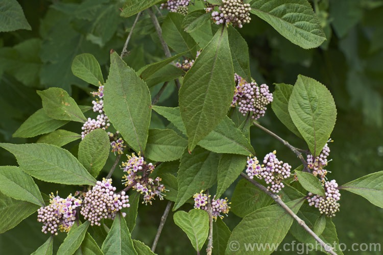 Callicarpa bodinieri, a summer-flowering, deciduous, 3m high and wide shrub from central and western China. The small pink flowers are followed by clusters of tiny pinkish purple berries that often last until well after the foliage has fallen. callicarpa-2622htm'>Callicarpa.