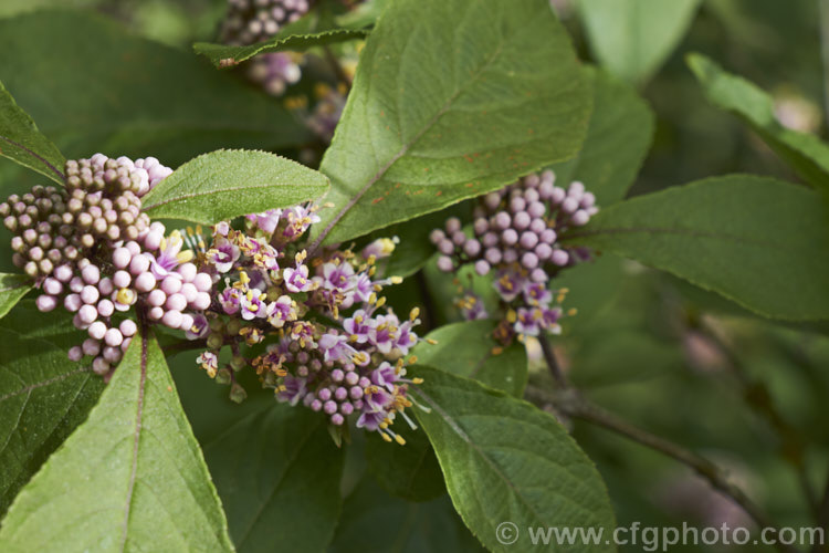 Callicarpa bodinieri, a summer-flowering, deciduous, 3m high and wide shrub from central and western China. The small pink flowers are followed by clusters of tiny pinkish purple berries that often last until well after the foliage has fallen. callicarpa-2622htm'>Callicarpa.