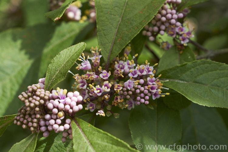 Callicarpa bodinieri, a summer-flowering, deciduous, 3m high and wide shrub from central and western China. The small pink flowers are followed by clusters of tiny pinkish purple berries that often last until well after the foliage has fallen. callicarpa-2622htm'>Callicarpa.