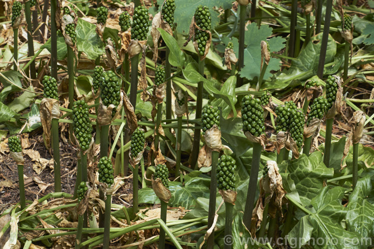 The ripening fruiting bodies of Arum italicum, a perennial found in several forms from southern Europe to western Asia. It often naturalises in gardens and can form large patches. arum-2367htm'>Arum.