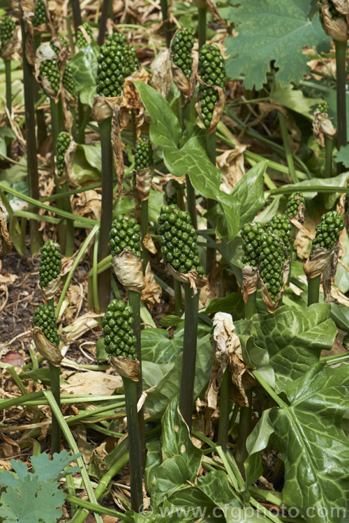 The ripening fruiting bodies of Arum italicum, a perennial found in several forms from southern Europe to western Asia. It often naturalises in gardens and can form large patches. arum-2367htm'>Arum.