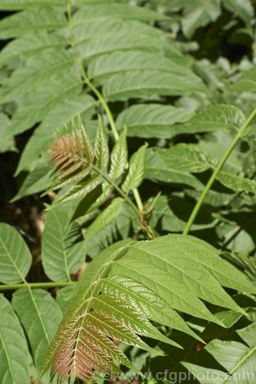 The new growth of the Tree of Heaven (<i>Ailanthus altissima</i>), a deciduous tree, up to 30m tall, native to western China. It is very quick-growing when young. Its inconspicuous greenish flowers are followed by seed capsules that are red and quite showy when mature, though they are often high in the tree. ailanthus-2270htm'>Ailanthus. <a href='simaroubaceae-plant-family-photoshtml'>Simaroubaceae</a>.