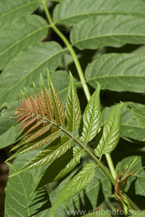 The new growth of the Tree of Heaven (<i>Ailanthus altissima</i>), a deciduous tree, up to 30m tall, native to western China. It is very quick-growing when young. Its inconspicuous greenish flowers are followed by seed capsules that are red and quite showy when mature, though they are often high in the tree. ailanthus-2270htm'>Ailanthus. <a href='simaroubaceae-plant-family-photoshtml'>Simaroubaceae</a>.