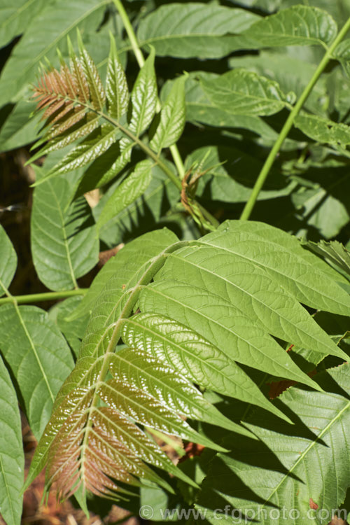 The new growth of the Tree of Heaven (<i>Ailanthus altissima</i>), a deciduous tree, up to 30m tall, native to western China. It is very quick-growing when young. Its inconspicuous greenish flowers are followed by seed capsules that are red and quite showy when mature, though they are often high in the tree. ailanthus-2270htm'>Ailanthus. <a href='simaroubaceae-plant-family-photoshtml'>Simaroubaceae</a>.