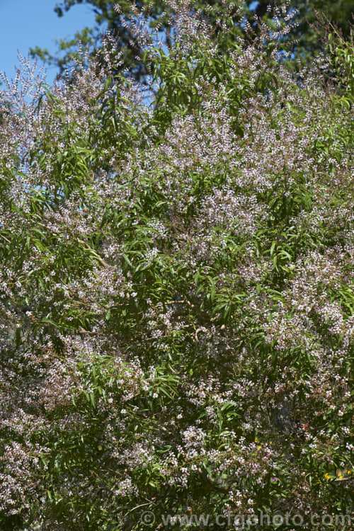 Lemon-scented. Verbena or Citron (<i>Aloysia citriodora [syns. Aloysia triphylla, Lippia citriodora]), a summer-flowering semi-evergreen shrub up to 3m tall It is native to Chile and Argentina and has very aromatic lemon-scented foliage. aloysia-2318htm'>Aloysia. .