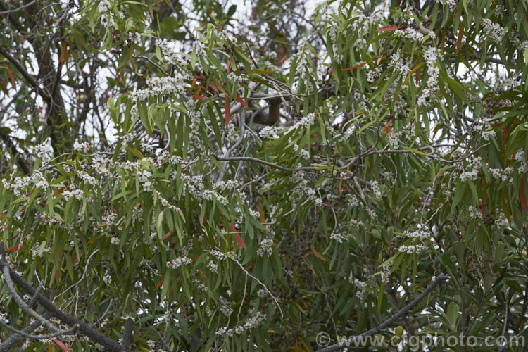 Willow. Myrtle (<i>Agonis flexuosa</i>), a heavy-trunked 9m tallAustralian tree with pendulous branches, aromatic leaves and small white flowers in late spring and early summer. Its foliage gives it the appearance of a Eucalyptus but the flowers, as seen here, are more like those of Leptospermum. agonis-2267htm'>Agonis. .