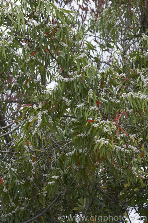 Willow. Myrtle (<i>Agonis flexuosa</i>), a heavy-trunked 9m tallAustralian tree with pendulous branches, aromatic leaves and small white flowers in late spring and early summer. Its foliage gives it the appearance of a Eucalyptus but the flowers, as seen here, are more like those of Leptospermum. agonis-2267htm'>Agonis. .