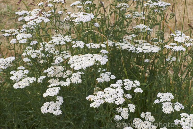 Common Yarrow (<i>Achillea millefolium</i>), a vigorous, summer-flowering, Eurasian perennial that has naturalised in many parts of the world. Although often considered a weed in its wild form, it has given rise to many garden cultivars and hybrids. Yarrow also has many traditional herbal uses. Order: Asterales, Family: Asteraceae