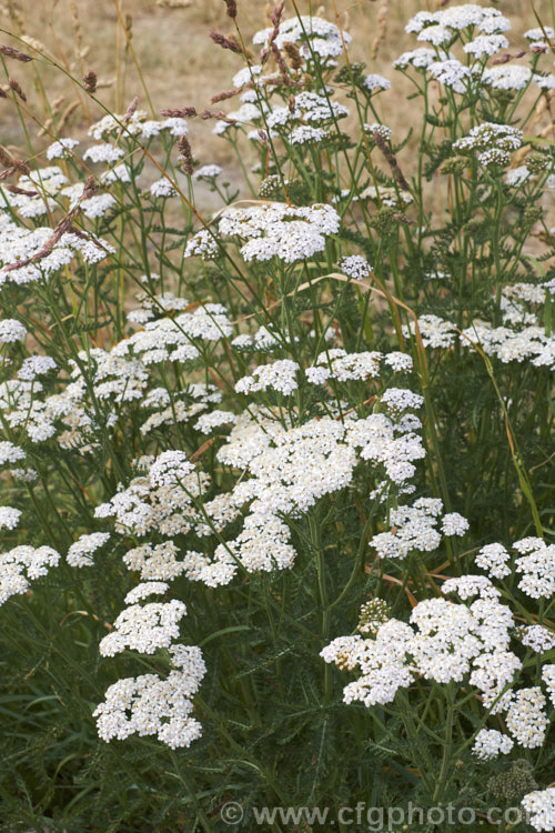 Common Yarrow (<i>Achillea millefolium</i>), a vigorous, summer-flowering, Eurasian perennial that has naturalised in many parts of the world. Although often considered a weed in its wild form, it has given rise to many garden cultivars and hybrids. Yarrow also has many traditional herbal uses. Order: Asterales, Family: Asteraceae