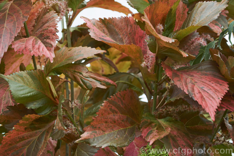 <i>Acalypha wilkesiana</i>) 'Tricolor', a bronze, orange-red and olive green variegated cultivar of Jacob's Coat, Copperleaf or Fijian Fire Plant, a shrub native to the tropical Pacific Islands. Its flower tassels are attractive but not especially conspicuous and it is primarily a foliage plant. Order: Malpighiales, Family: Euphorbiaceae