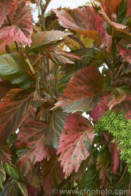 <i>Acalypha wilkesiana</i>) 'Tricolor', a bronze, orange-red and olive green variegated cultivar of Jacob's Coat, Copperleaf or Fijian Fire Plant, a shrub native to the tropical Pacific Islands. Its flower tassels are attractive but not especially conspicuous and it is primarily a foliage plant. Order: Malpighiales, Family: Euphorbiaceae