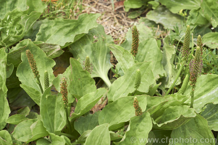 Broad-leaved Plantain or Common Plantain (<i>Plantago major</i>), a summer-flowering Eurasian perennial that has become widely naturalised and which, despite being edible and having a wide range of herbal uses, is often considered to be a weed. plantago-3221htm'>Plantago. <a href='plantaginaceae-plant-family-photoshtml'>Plantaginaceae</a>.