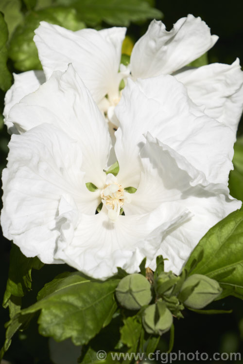 Hibiscus syriacus 'Diana', a white-flowered form of the rose of Sharon, an old-world deciduous shrub or small tree 'Diana' has a short staminal column and often has a few petaloids in the centre, creating something of a semi-double effect.