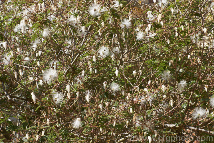 Powder. Puff. Tree or Snowflake. Acacia (<i>Calliandra portoricensis</i>), a shrub or small tree to about 6m tall It is found from southern Mexico to Panama and in the West Indies. The filamentous white flowers occur through much of the year in mild areas. calliandra-2621htm'>Calliandra.