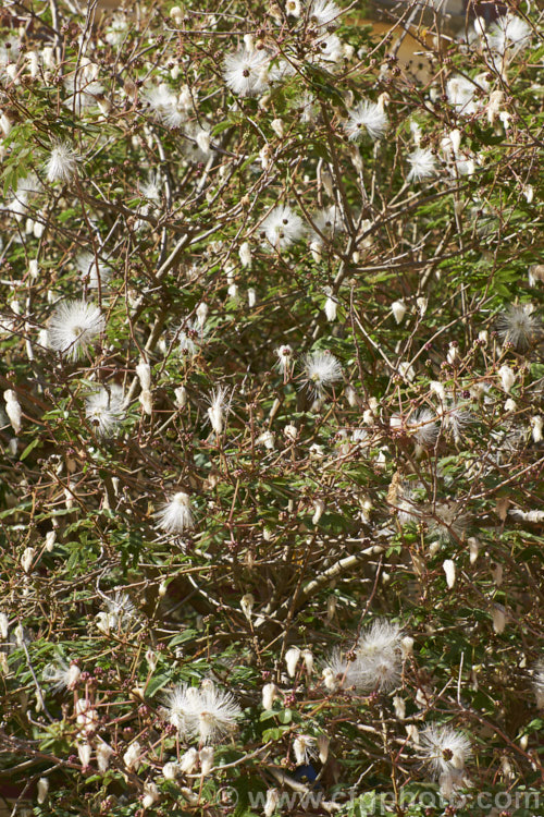 Powder. Puff. Tree or Snowflake. Acacia (<i>Calliandra portoricensis</i>), a shrub or small tree to about 6m tall It is found from southern Mexico to Panama and in the West Indies. The filamentous white flowers occur through much of the year in mild areas. calliandra-2621htm'>Calliandra.