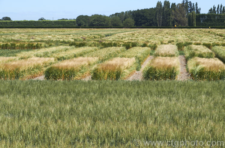 Various cultivars of Barley (<i>Hordeum vulgare</i>) being assessed in a trial field. Barley, along with wheat, maize and oats, is a major grain crop. It is widely used in animal feeds and its main use for human consumption is in producing malt and as an ingredient in multi-grain foods. Its germination time is just 1-3 days and the crop matures quite quickly, making it a better proposition in areas too cold for wheat or maize. hordeum-2292htm'>Hordeum. .