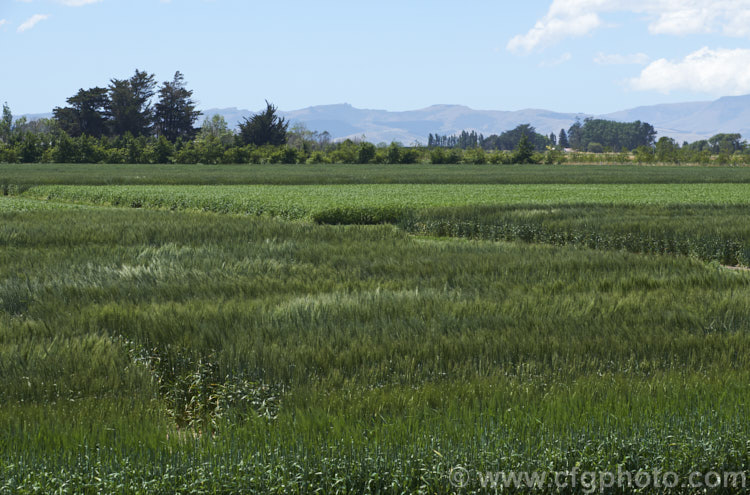 Various cultivars of Barley (<i>Hordeum vulgare</i>) being assessed in a trial field. Barley, along with wheat, maize and oats, is a major grain crop. It is widely used in animal feeds and its main use for human consumption is in producing malt and as an ingredient in multi-grain foods. Its germination time is just 1-3 days and the crop matures quite quickly, making it a better proposition in areas too cold for wheat or maize. hordeum-2292htm'>Hordeum. .