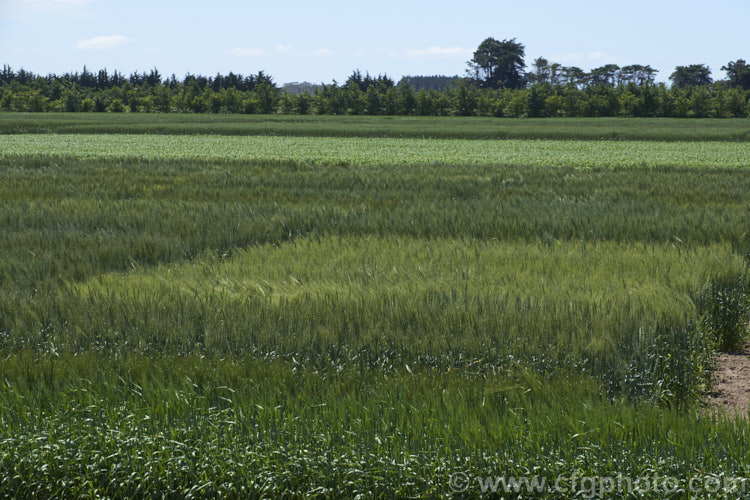 Various cultivars of Barley (<i>Hordeum vulgare</i>) being assessed in a trial field. Barley, along with wheat, maize and oats, is a major grain crop. It is widely used in animal feeds and its main use for human consumption is in producing malt and as an ingredient in multi-grain foods. Its germination time is just 1-3 days and the crop matures quite quickly, making it a better proposition in areas too cold for wheat or maize. hordeum-2292htm'>Hordeum. .