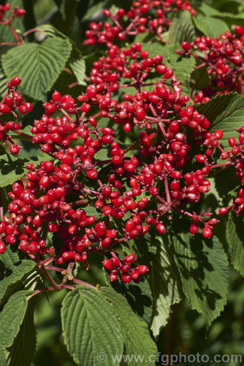 The fruits of the Japanese Snowball (<i>Viburnum plicatum</i>), a 3m tall deciduous, spring-flowering shrub native to Japan and China. Red berries, ripening to black, follow the flower heads, which are green on first opening, mature to white and may develop pink tones with age. viburnum-2081htm'>Viburnum.. viburnum-2081htm'>Viburnum. <a href='adoxaceae-plant-family-photoshtml'>Adoxaceae</a>.