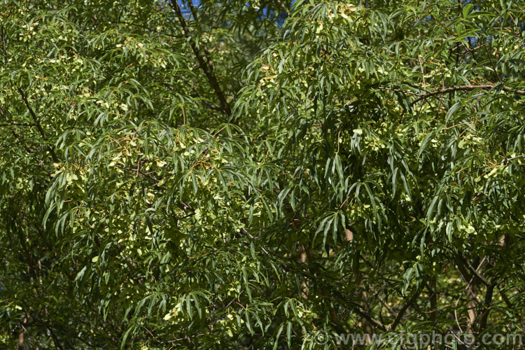 <i>Acer pentaphyllum</i>, a southwestern Chinese deciduous tree notable for the very fine lobes of its leaves. This maple grows to around 10m tall with a spreading growth habit. It is shown here in late summer, with near-mature samara. Order: Sapindales, Family: Sapindaceae