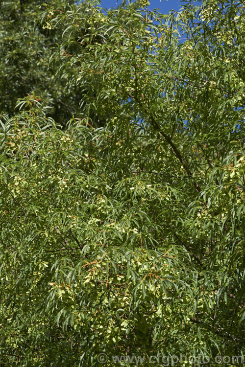 <i>Acer pentaphyllum</i>, a southwestern Chinese deciduous tree notable for the very fine lobes of its leaves. This maple grows to around 10m tall with a spreading growth habit. It is shown here in late summer, with near-mature samara. Order: Sapindales, Family: Sapindaceae